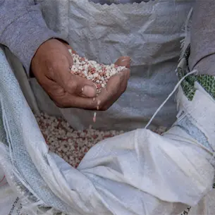 Productores ahorrar&aacute;n hasta 6 mil pesos por tonelada con planta de fertilizantes en Topolobampo