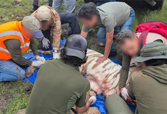 ¡Muere Kenzo! Matan en intento de captura al tigre que escapó y sembró terror en el Estado de México