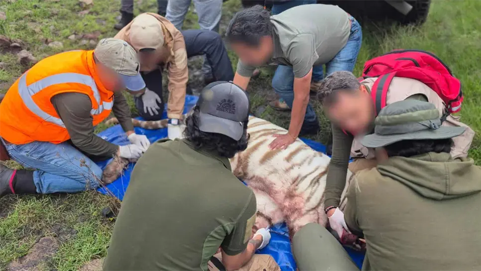 ¡Muere Kenzo! Matan en intento de captura al tigre que escapó y sembró terror en el Estado de México