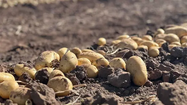 Nota Relacionada de Agro