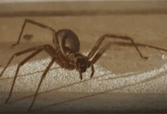 Araña Violinista: ¿Cómo evitarla en la temporada de lluvias? Ubica dónde se esconden
