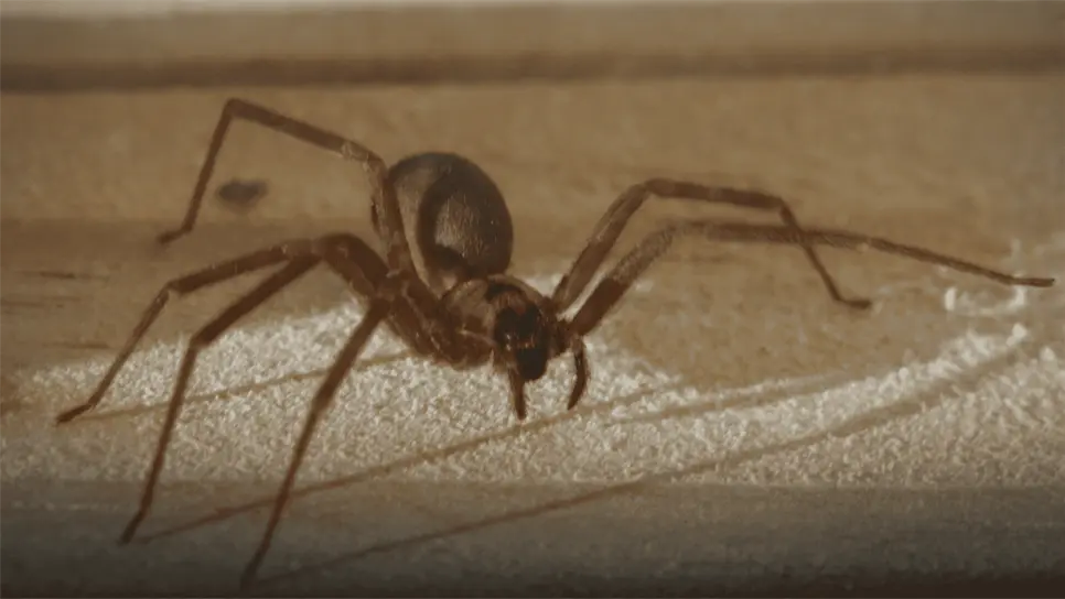 FOTO: Araña violinista.
