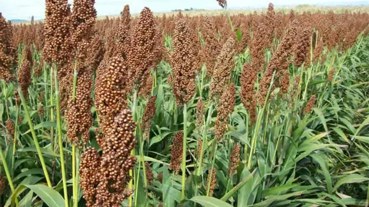 Sinaloa negocia en China la apertura del mercado del  sorgo para crear Baijiu