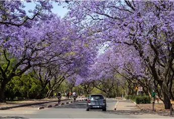 ¿Te estacionas bajo la sombra? Conoce los árboles que dañan la pintura de tu coche