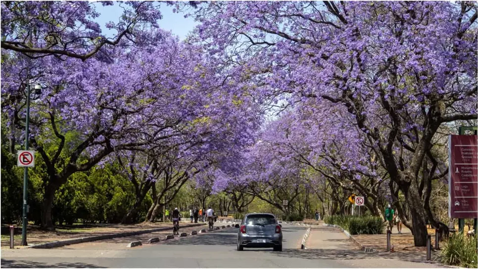 FOTO: ¿Te estacionas bajo la sombra? Conoce los árboles que dañan la pintura de tu coche
