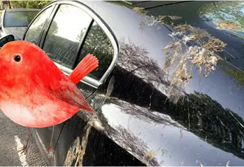 ¿Cómo limpiar las heces de pájaros embarradas en tu auto? Pueden resultar altamente corrosivas