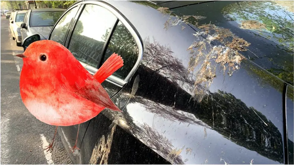 FOTO: ¿Cómo limpiar las heces de pájaros embarradas en tu auto? Pueden resultar altamente corrosivas