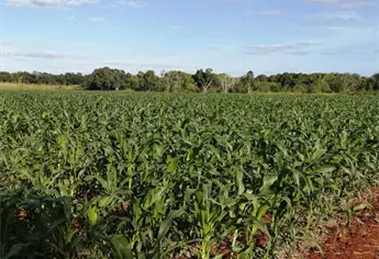 INIFAP desarrolla cultivos resistentes a la sequía para enfrentar el nuevo clima de Sinaloa