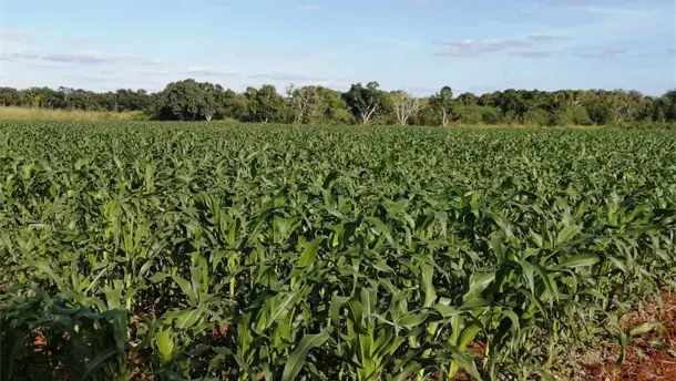 Nota Relacionada de Agro