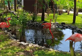 El color rosa vuelve al Gran Acuario Mazatlán con el regreso de los flamencos