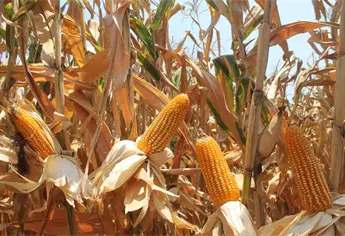 México el mayor importador de maíz del mundo mientras Sinaloa pierde hasta 10 mil pesos por hectárea