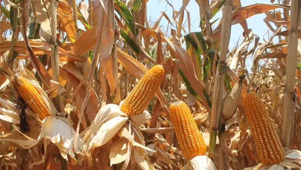Nota Relacionada de Agro