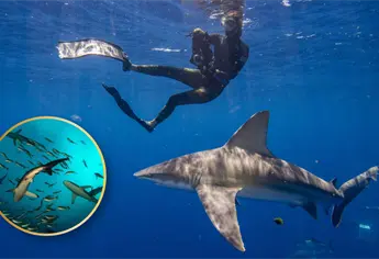 Aumentan ataques de tiburones en playas de Estados Unidos; sus víctimas son focas, tortugas y surfistas