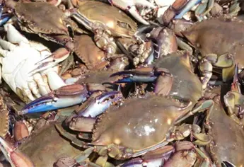 Jaiba de Sinaloa va por la certificación Marine Stewardship Council