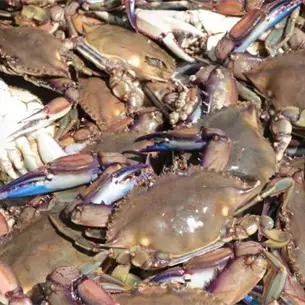 &iexcl;Se acab&oacute; la veda! Miles de pescadores vuelven al mar por la jaiba en Sinaloa