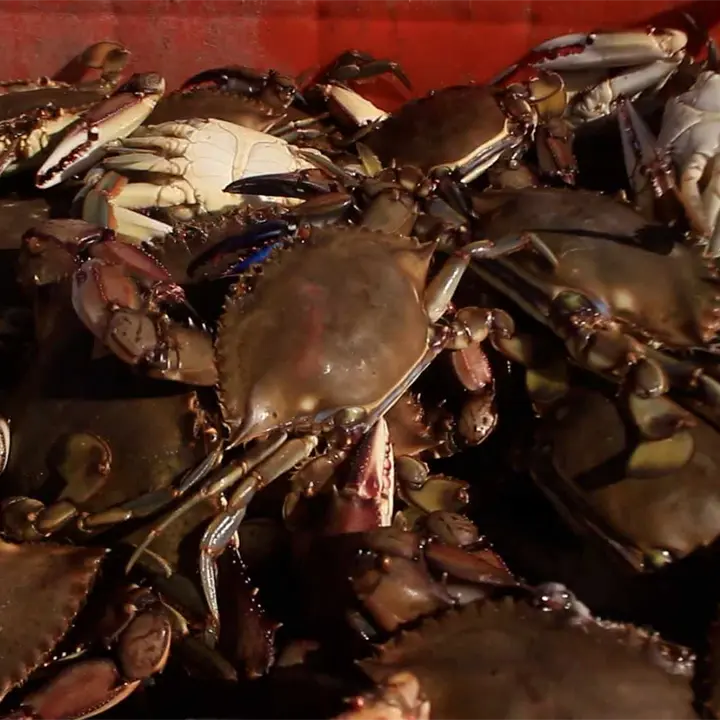 Sorprenden a pescadores capturando jaiba en plena veda en Topolobampo