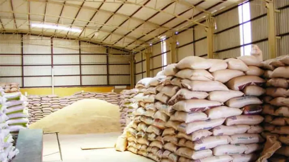 ¿Qué pasa con el frijol en Sinaloa? Productores siguen sin vender su cosecha