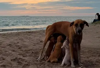Mamá perruna y sus cachorros evidencian crisis por sobrepoblación de perros en El Maviri