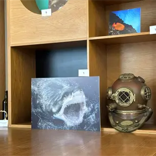 ¿Te atreves a conocer el mundo de los tiburones? Gran Acuario Mazatlán inaugura la Semana del Tiburón ¿Te atreves a conocer el mundo de los tiburones? Gran Acuario Mazatlán inaugura la Semana del Tiburón