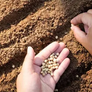 Semillas certificadas dan mayor certeza a productores de Sinaloa: INIFAP Semillas certificadas dan mayor certeza a productores de Sinaloa: INIFAP