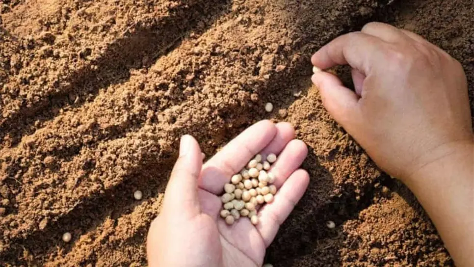 Semillas certificadas dan mayor certeza a productores de Sinaloa: INIFAP
