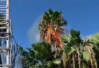 Incendio de palmeras moviliza a cuerpos de auxilio en la colonia Americana de Los Mochis