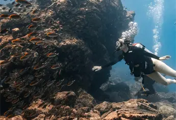 El Farallón de San Ignacio, uno de los mejores lugares para observar fauna marina en Sinaloa