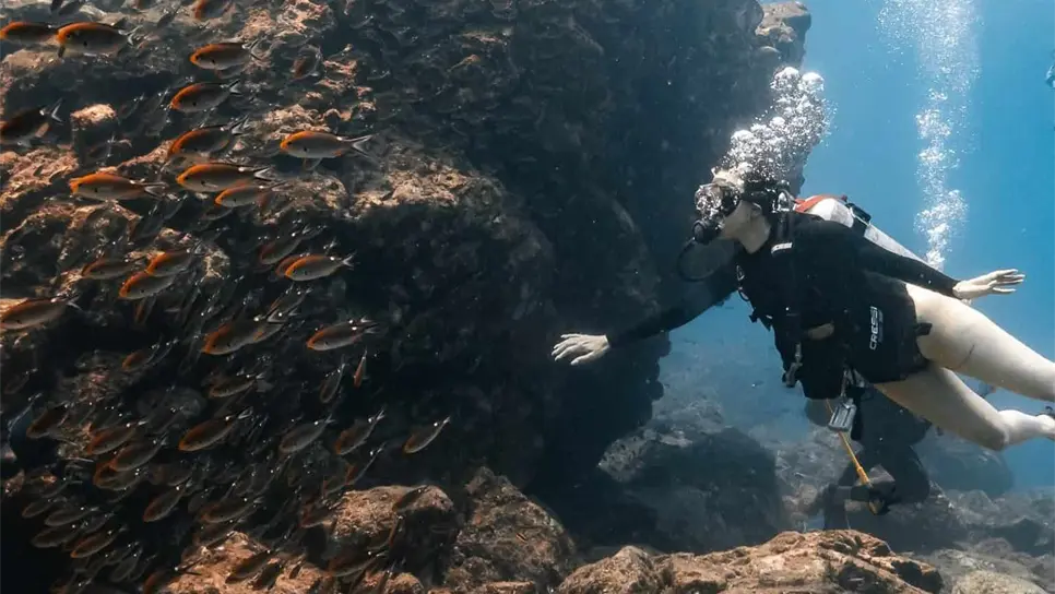 El Farallón de San Ignacio, uno de los mejores lugares para observar fauna marina en Sinaloa