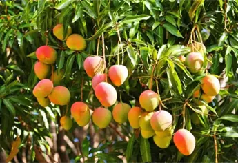 ¡Arranca la cosecha de mango en Sinaloa! Productores confirman que el precio sigue siendo bueno