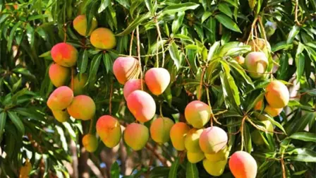 &iexcl;Arranca la cosecha de mango en Sinaloa! Productores confirman que el precio sigue siendo bueno