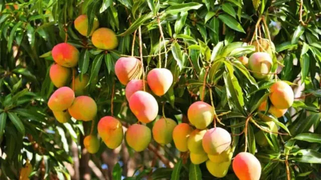 ¡Arranca la cosecha de mango en Sinaloa! Productores confirman que el precio sigue siendo bueno ¡Arranca la cosecha de mango en Sinaloa! Productores confirman que el precio sigue siendo bueno
