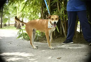 Mazatlán tendrá su primer concurso de adiestramiento canino ¡Muestra el talento de tu perrito!