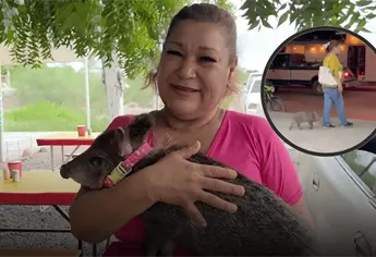 Conoce a Coin Coin, la adorable jabalina mascota que causa furor en Navojoa