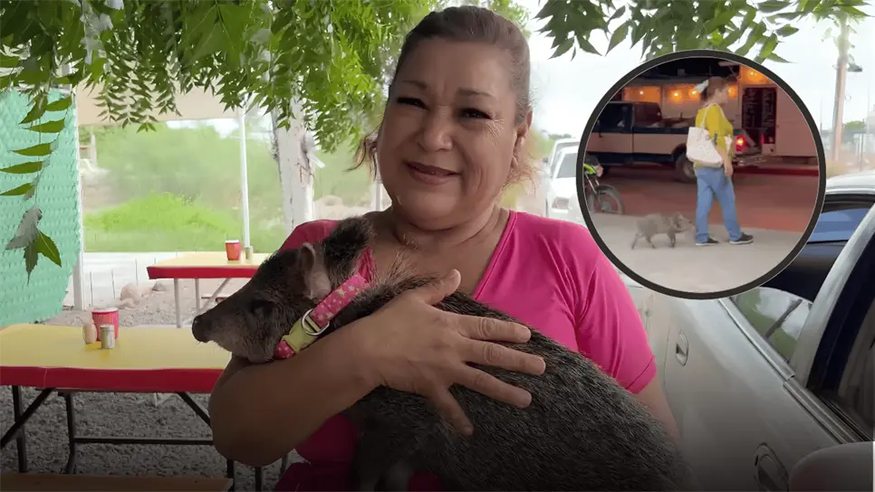 FOTO: Coin Coin, una jabalina de cuatro meses de edad, vive como mascota junto a su cuidadora en un puesto de tortillas de harina.