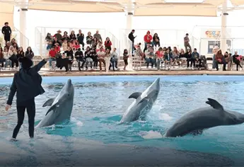 Delfinario Sonora: una opción para estas vacaciones si visitas Hermosillo