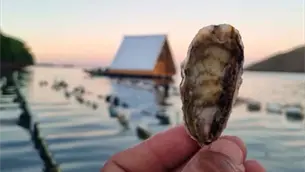 "La Caba&ntilde;ita del Osti&oacute;n" en Topolobampo: &iquest;C&oacute;mo llegar al nuevo lugar para comer mariscos en el mar?|VIDEO