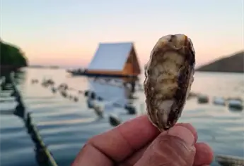 “La Cabañita del Ostión” en Topolobampo: ¿Cómo llegar a este nuevo lugar para comer mariscos en el mar?