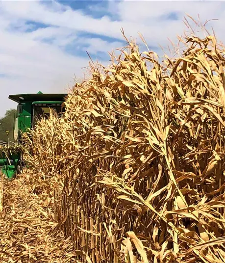 Sinaloa planea sembrar m&aacute;s de 813 mil hect&aacute;reas en el  ciclo agr&iacute;cola 2026-2027