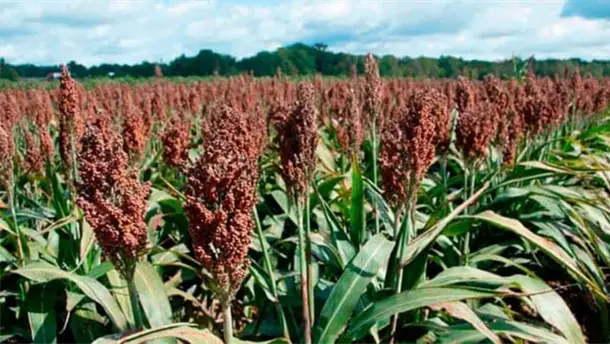 Nota Relacionada de Agro