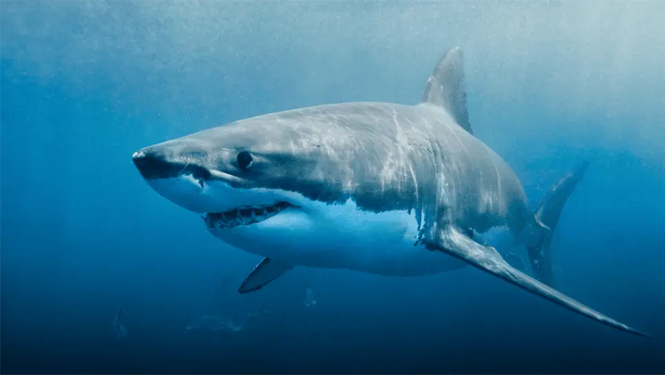 FOTO: El gigantesco depredador marino fue localizado gracias a la señal emitida por el transmisor satelital.