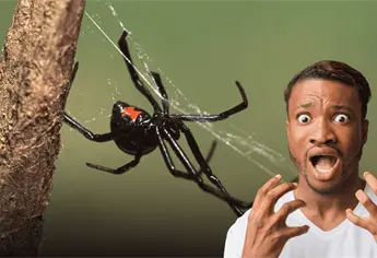 ¿Qué hacer si te pica una araña viuda negra? Estos tips te pueden salvar la vida