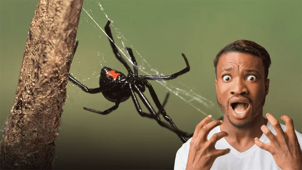 FOTO: Picadura de la araña viuda negra.