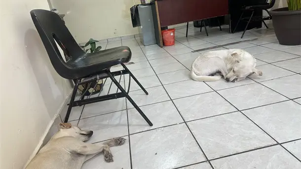 Nota Relacionada de Sinaloa