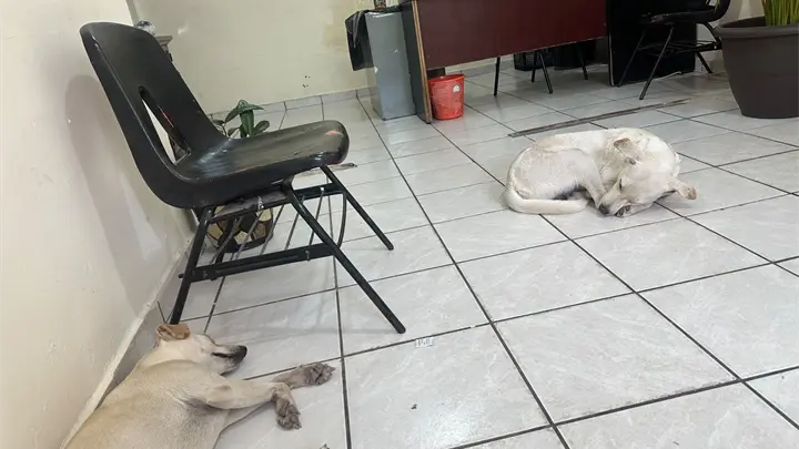 "Las Palomitas": las perritas callejeros que ya son parte de la Sindicatura Central de Los Mochis "Las Palomitas": las perritas callejeros que ya son parte de la Sindicatura Central de Los Mochis
