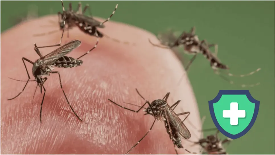 FOTO: ¿Por qué los mosquitos pican más a una persona que a otra? La ciencia despeja la duda