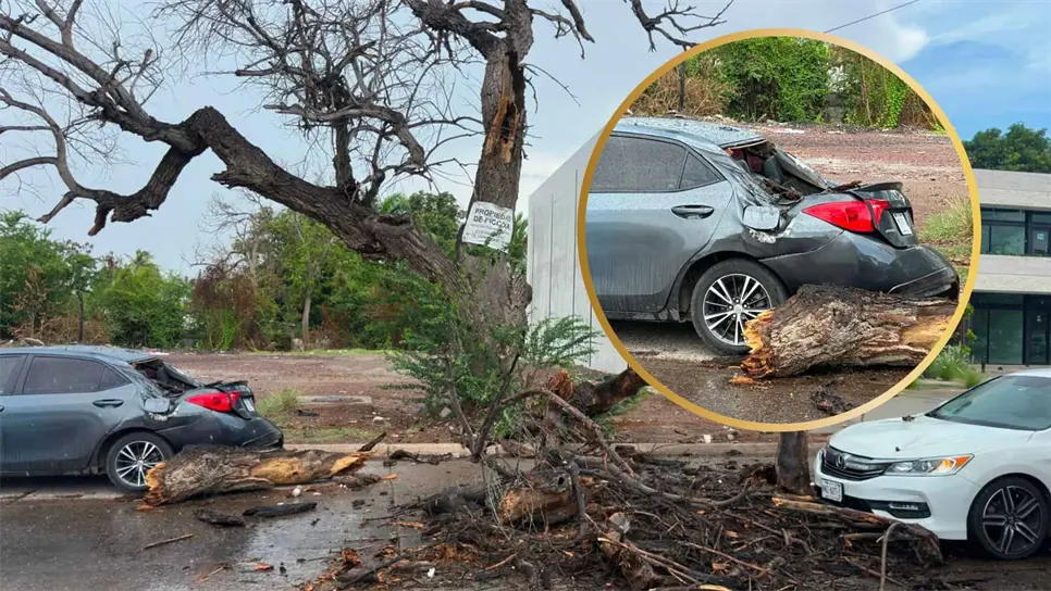 Viejo álamo cae sobre dos vehículos y alborota enjambre de abejas en Los Mochis en plena lluvia