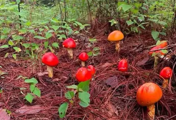 Llegan las lluvias y la temporada de hongos en la sierra; un tesoro gastronómico que solo aparece una vez al año
