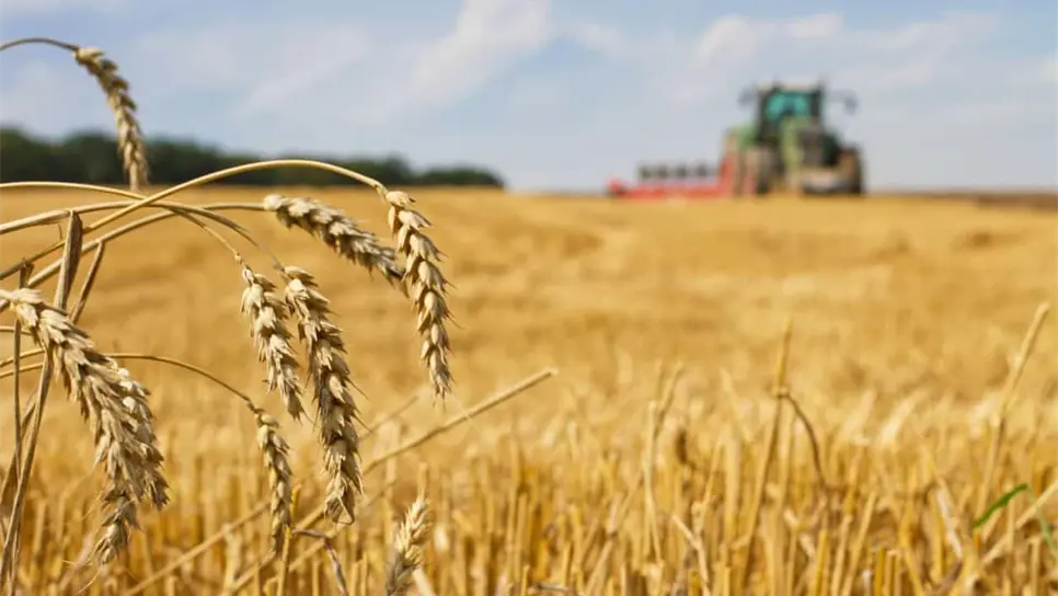 Productores de Sinaloa exigen regionalizar el precio del trigo para destrabar los pagos