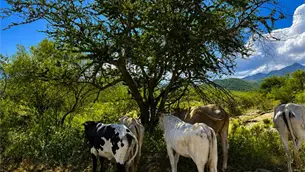 ¡Desabasto de leche en Ahome! Ganaderos dejan de ordeñar vacas a falta de compradores ¡Desabasto de leche en Ahome! Ganaderos dejan de ordeñar vacas a falta de compradores