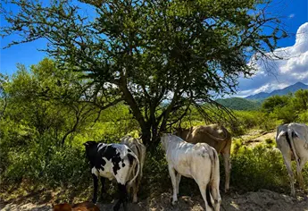 ¡Desabasto de leche en Ahome! Ganaderos dejan de ordeñar vacas a falta de compradores